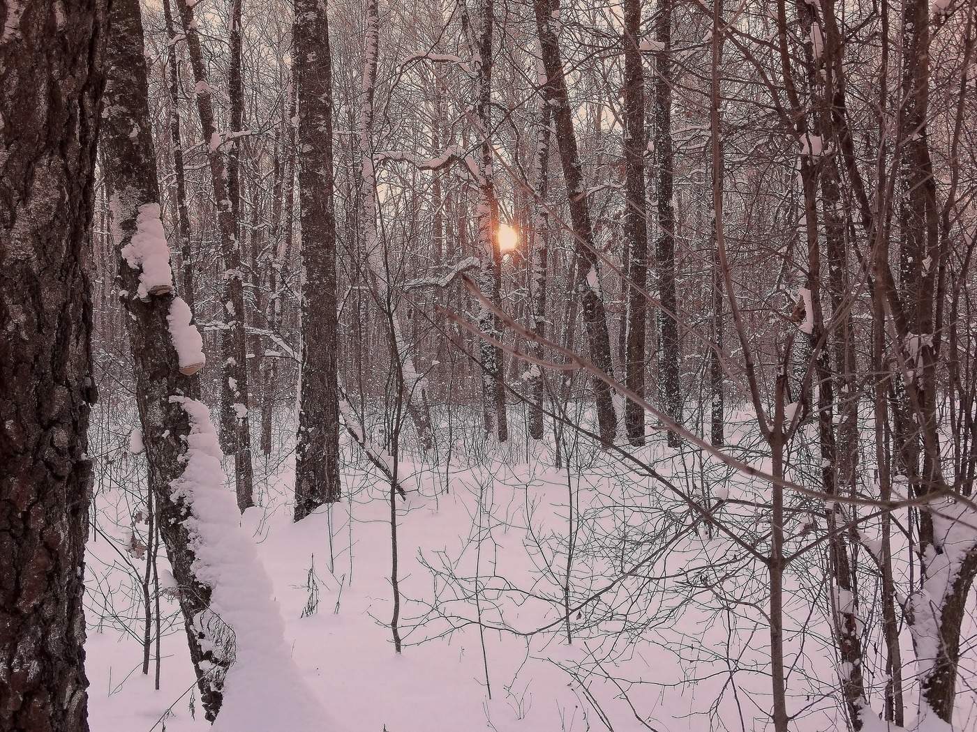 Закат в гуще леса