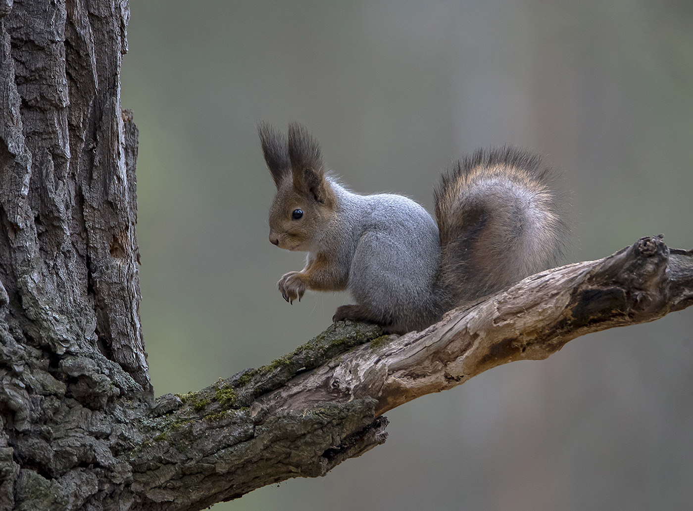 Пианистка ( бывшая )