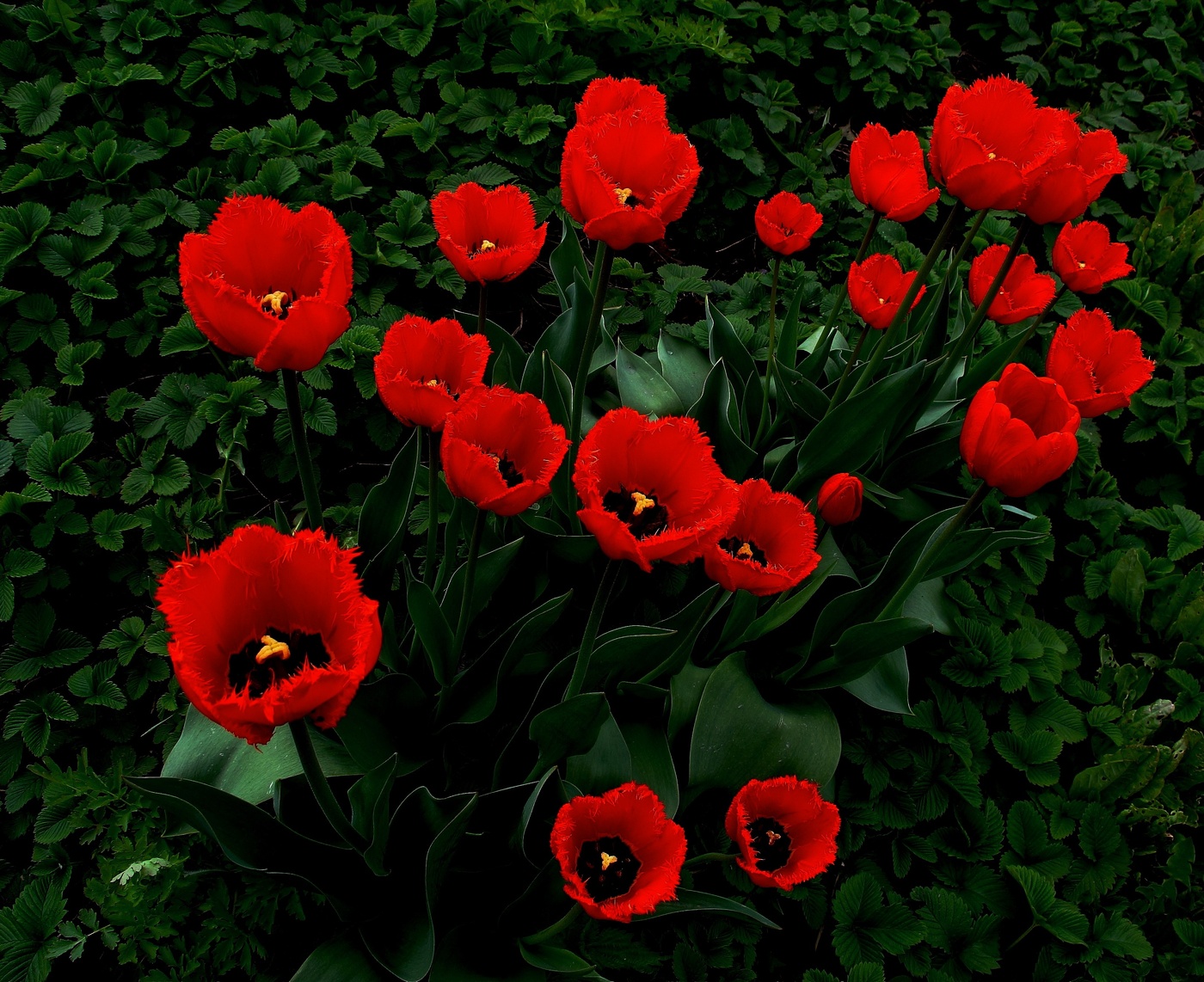 А на нейтральной полосе цветы необычайной красоты