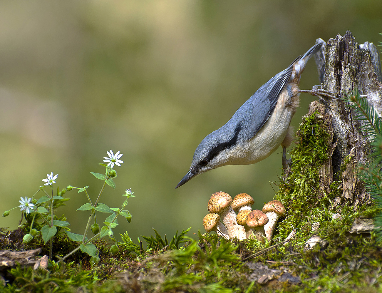 Грибной сезон