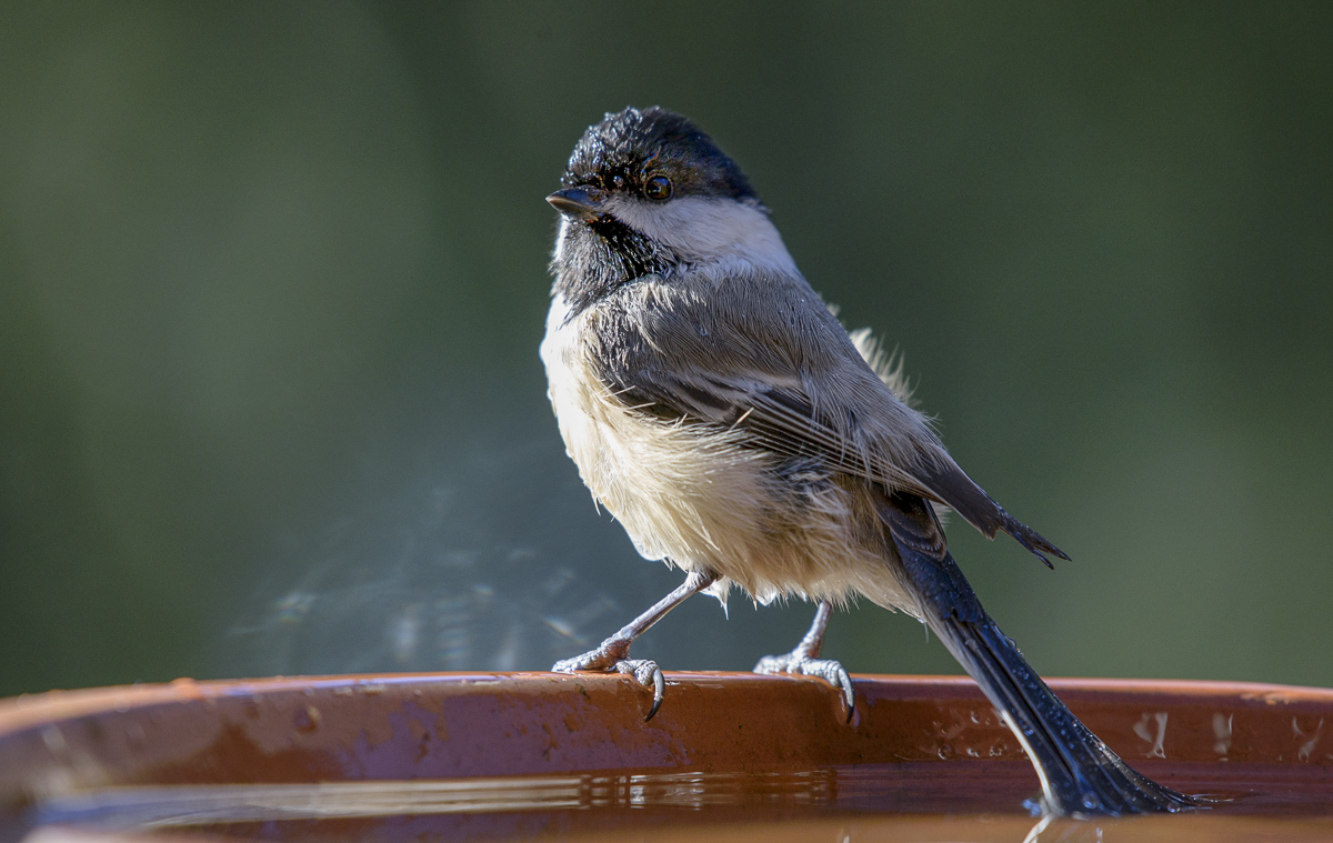 tail in the water ...