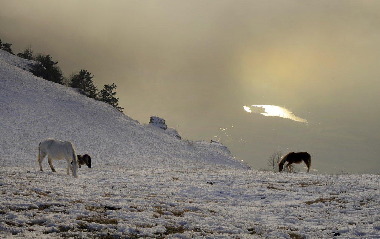 Лошади Демерджи