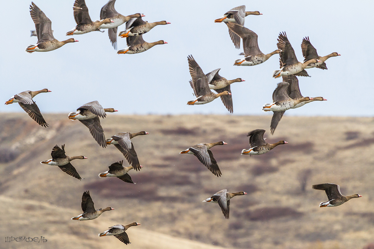 Дикие гуси над дикой степью