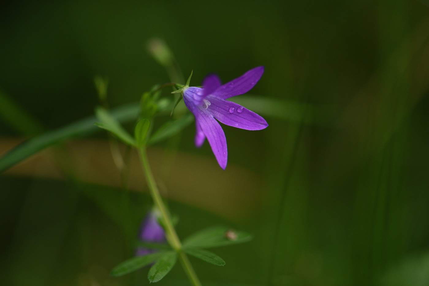"Я не люблю цветы с кустов..."
