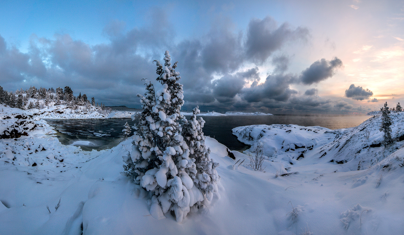 Можжевельник.