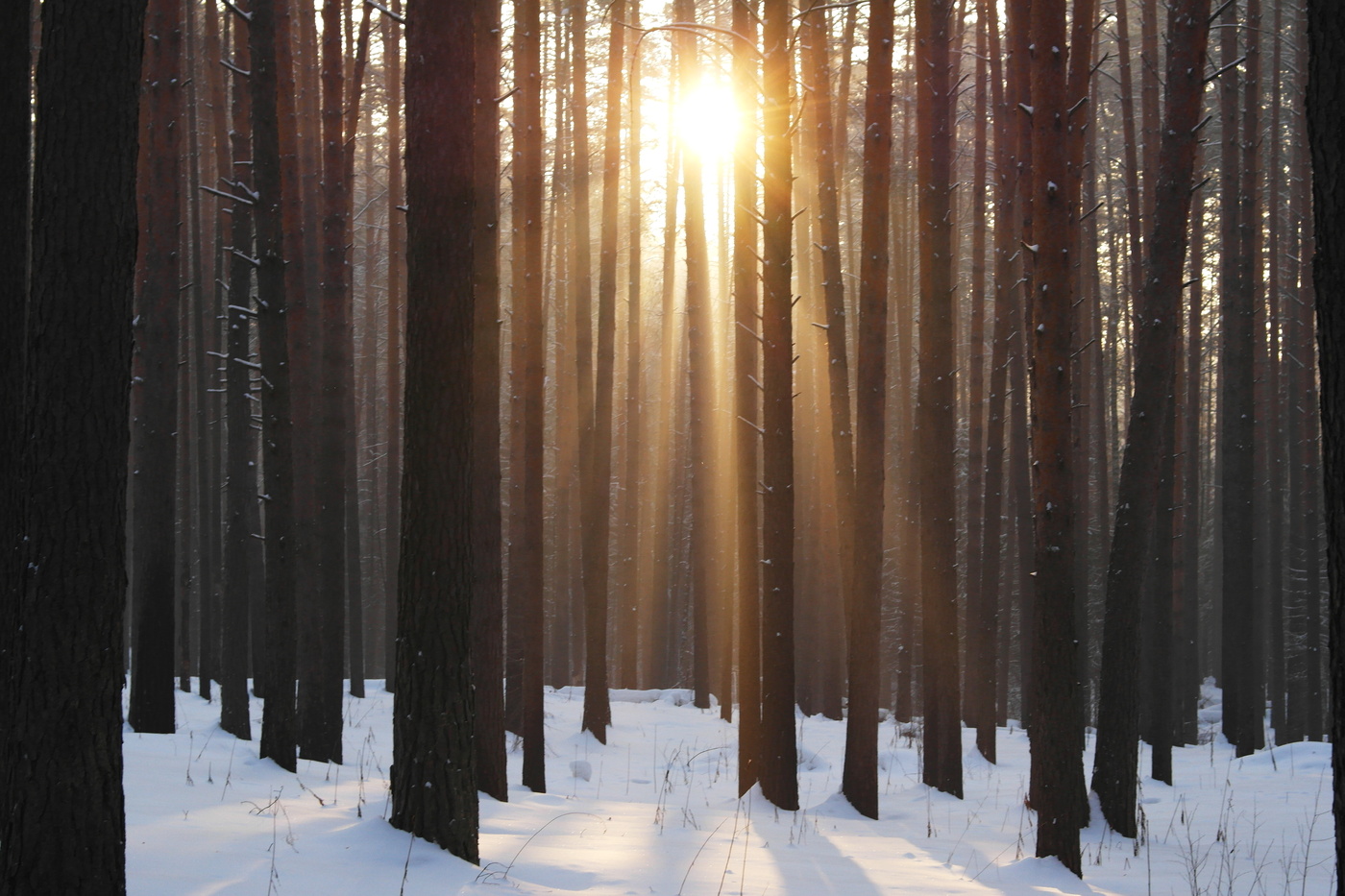 Солнце и сосны.