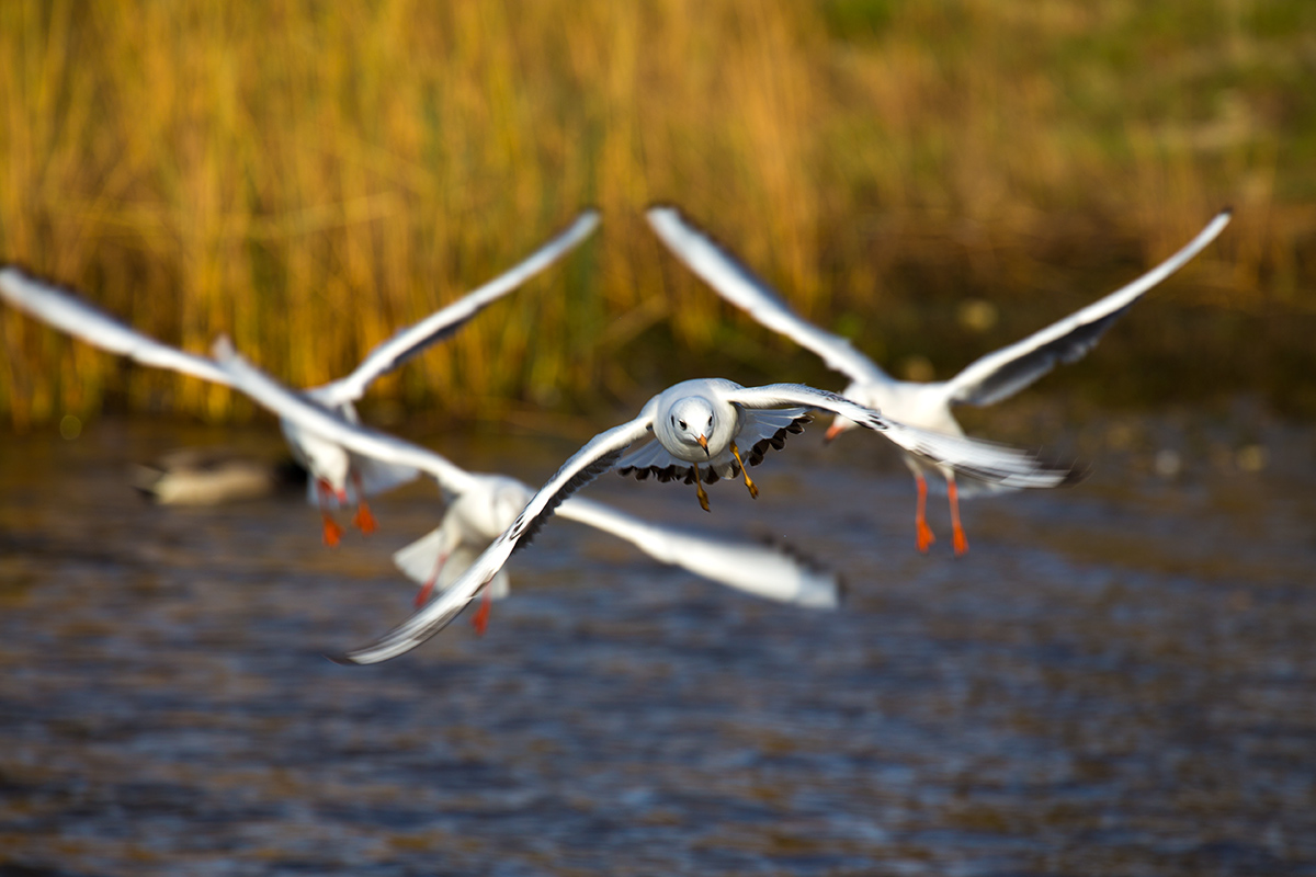 Пилотажная группа "Чайки"