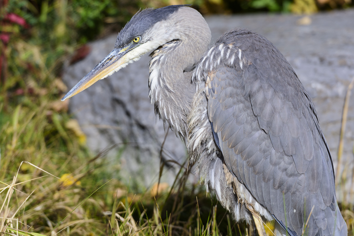 Great blue heron
