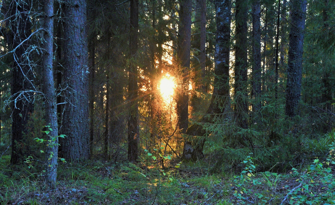 "Вечер тощий свивался в огненной резьбе"
