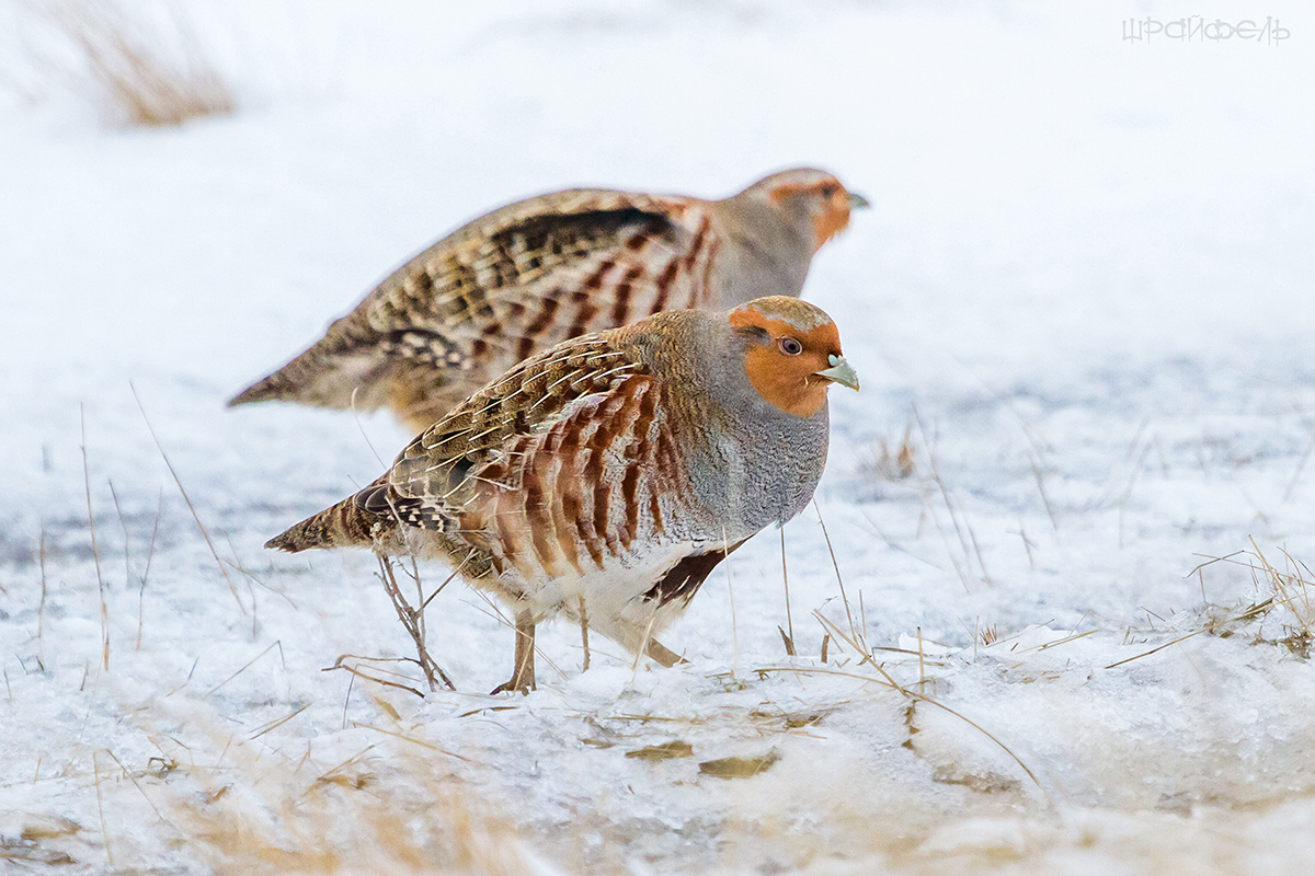 В заснеженной степи