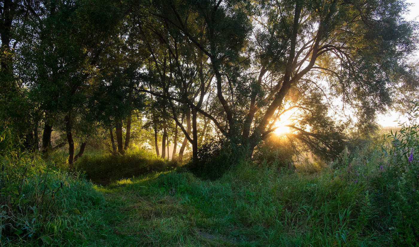 Рассвет,туман