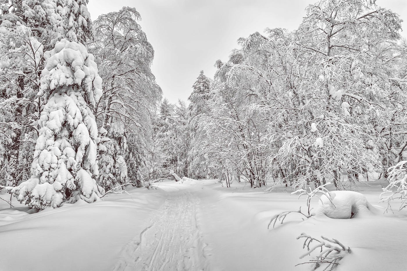 Белое безмолвие