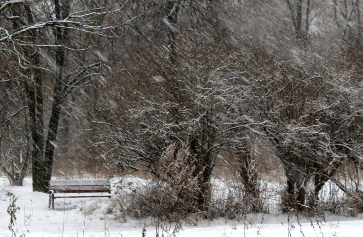 *Зимой в парке**