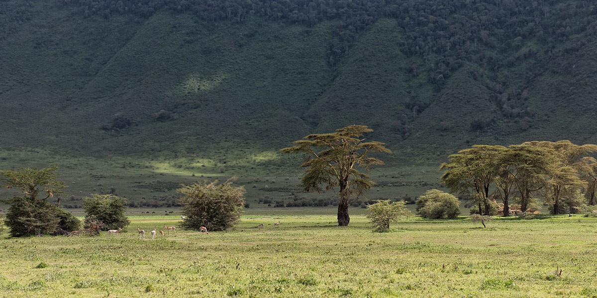 Пейзаж с газелями Томсона