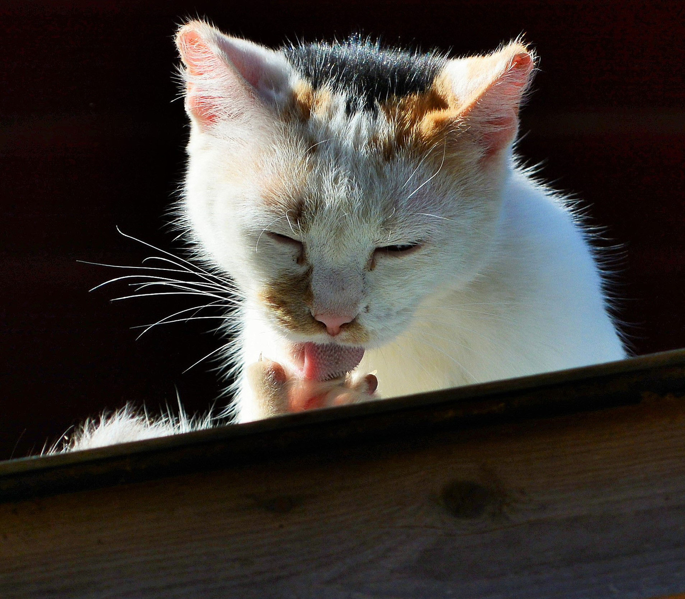 "Не ворчи, мой кот-мурлыка..."