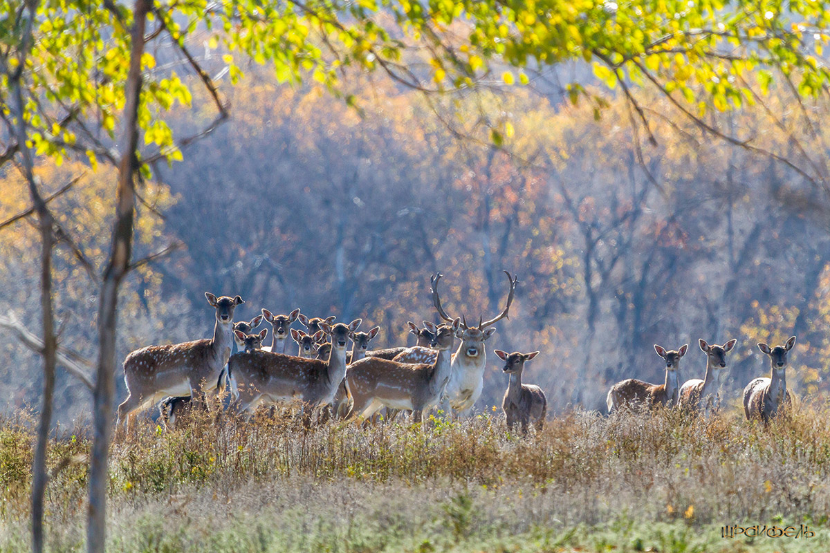В большой семье будь настороже