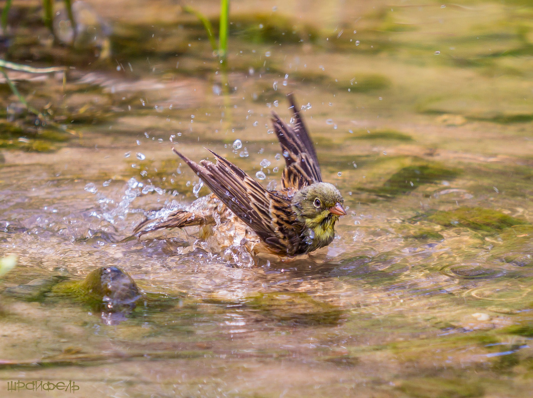 Давайте же мыться, плескаться