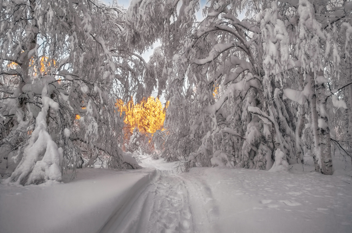 Лесное окно