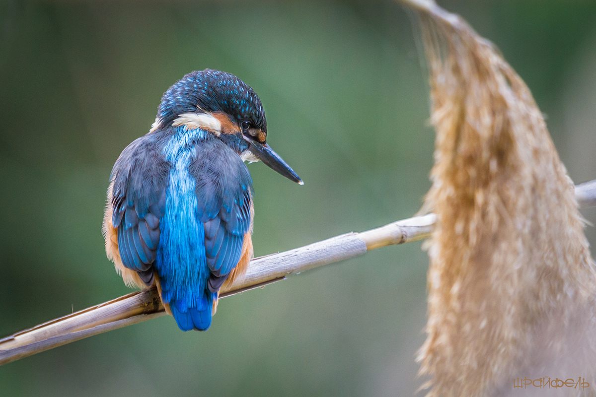Речной охотник