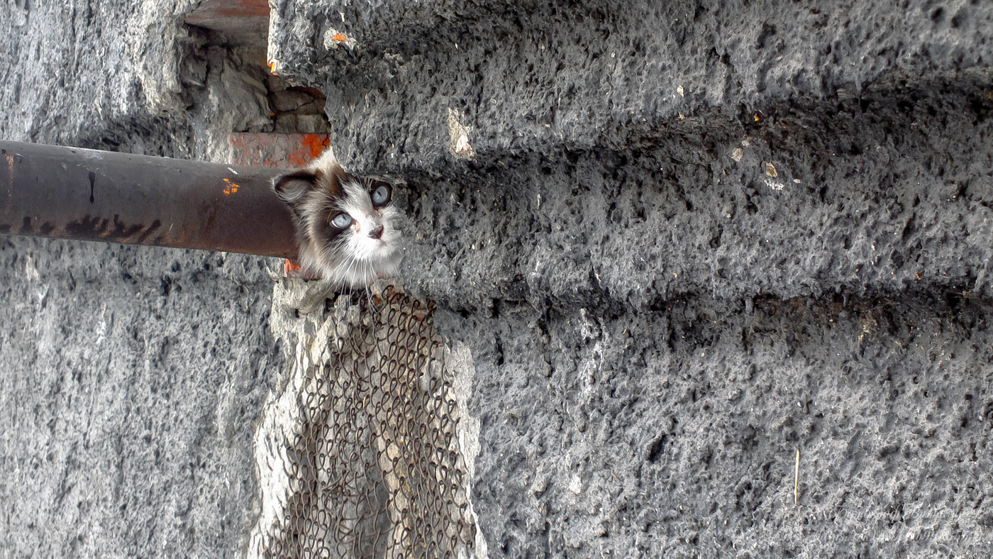 внимательный кот