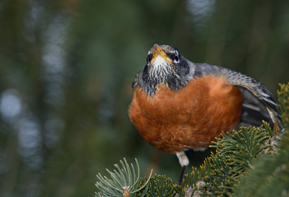 American robin~ Странствующий дрозд