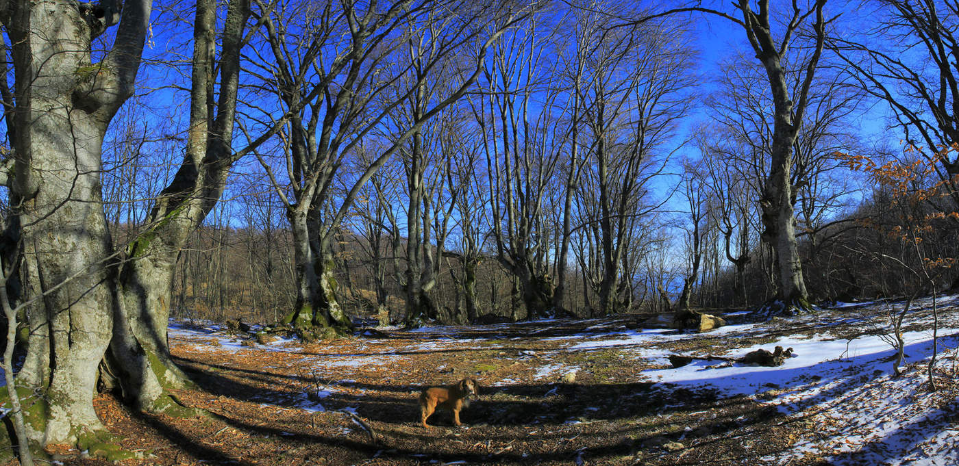 В буковом лесу