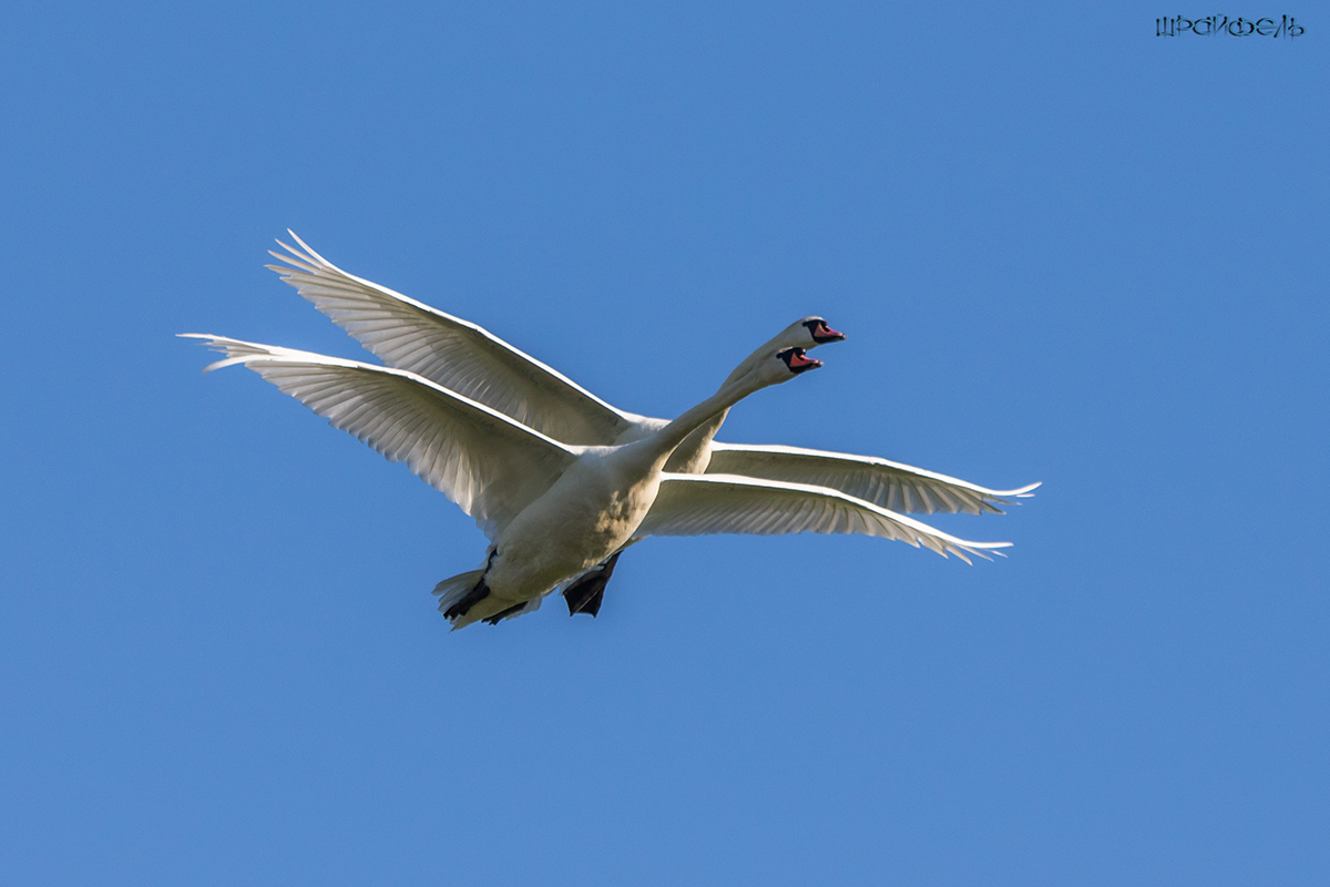 Высший пилотаж