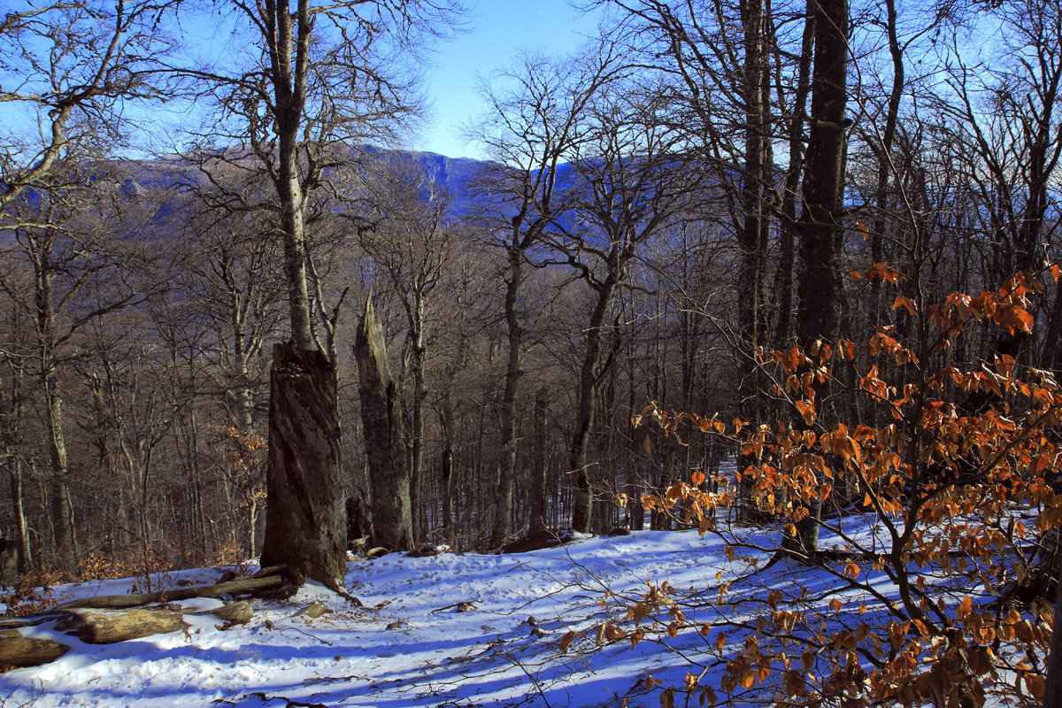 Предвесенний крымский лес
