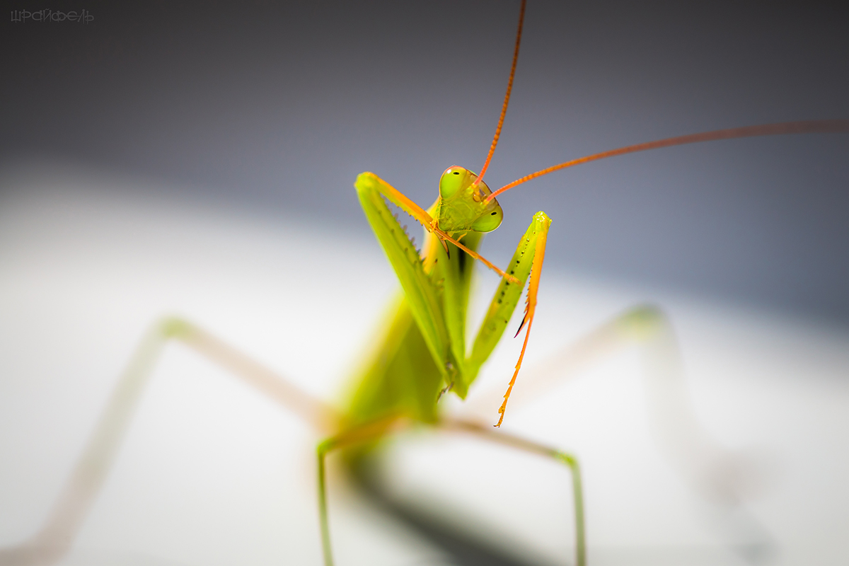 А тебя как зовут?