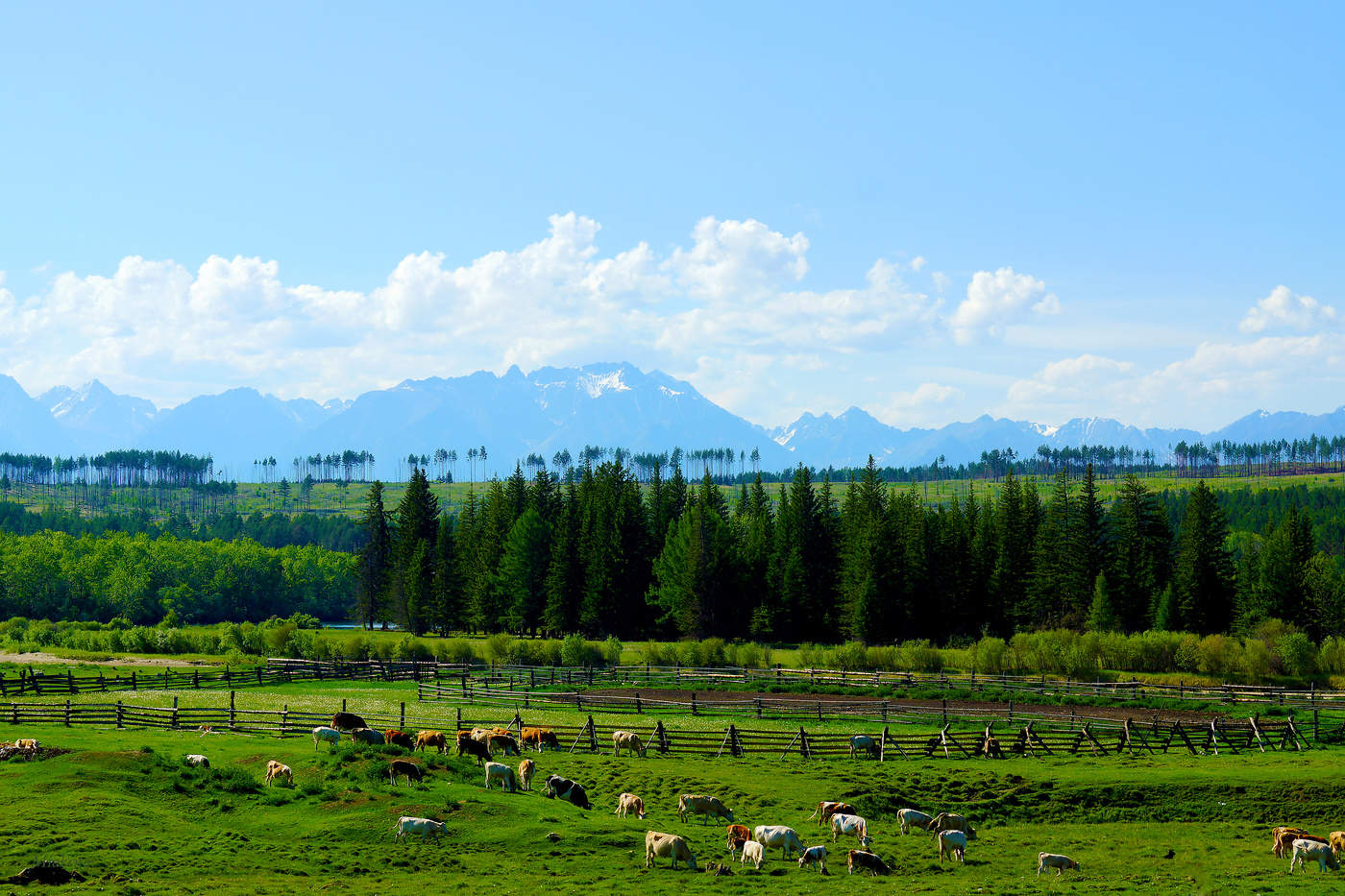 На лугу пасутся ко....
