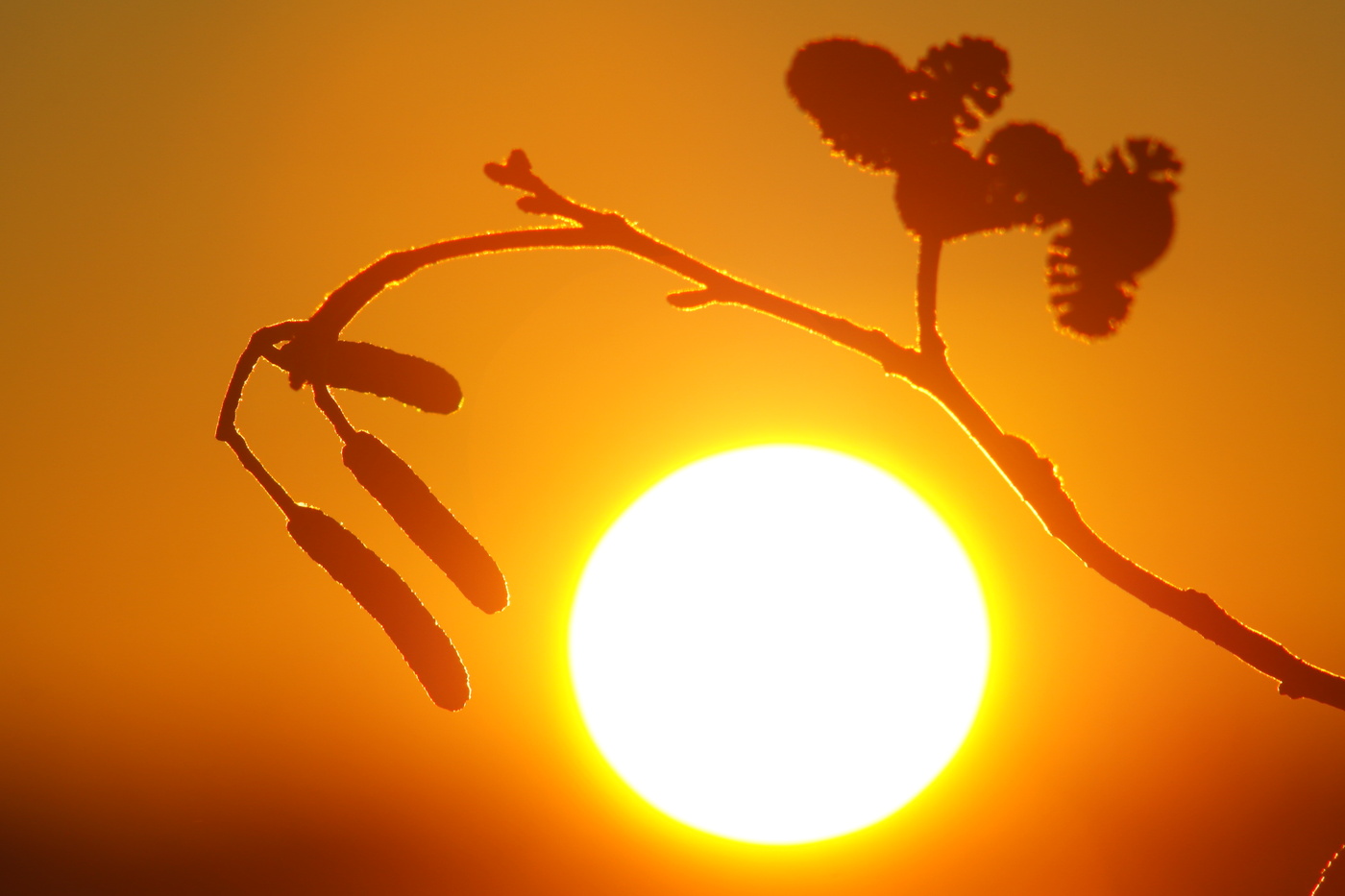 Шишки и серёжки.