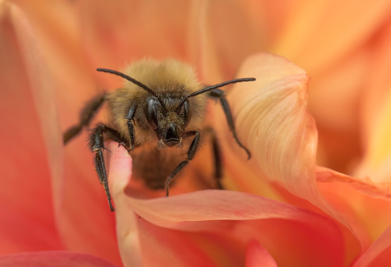 В лепестках пламени