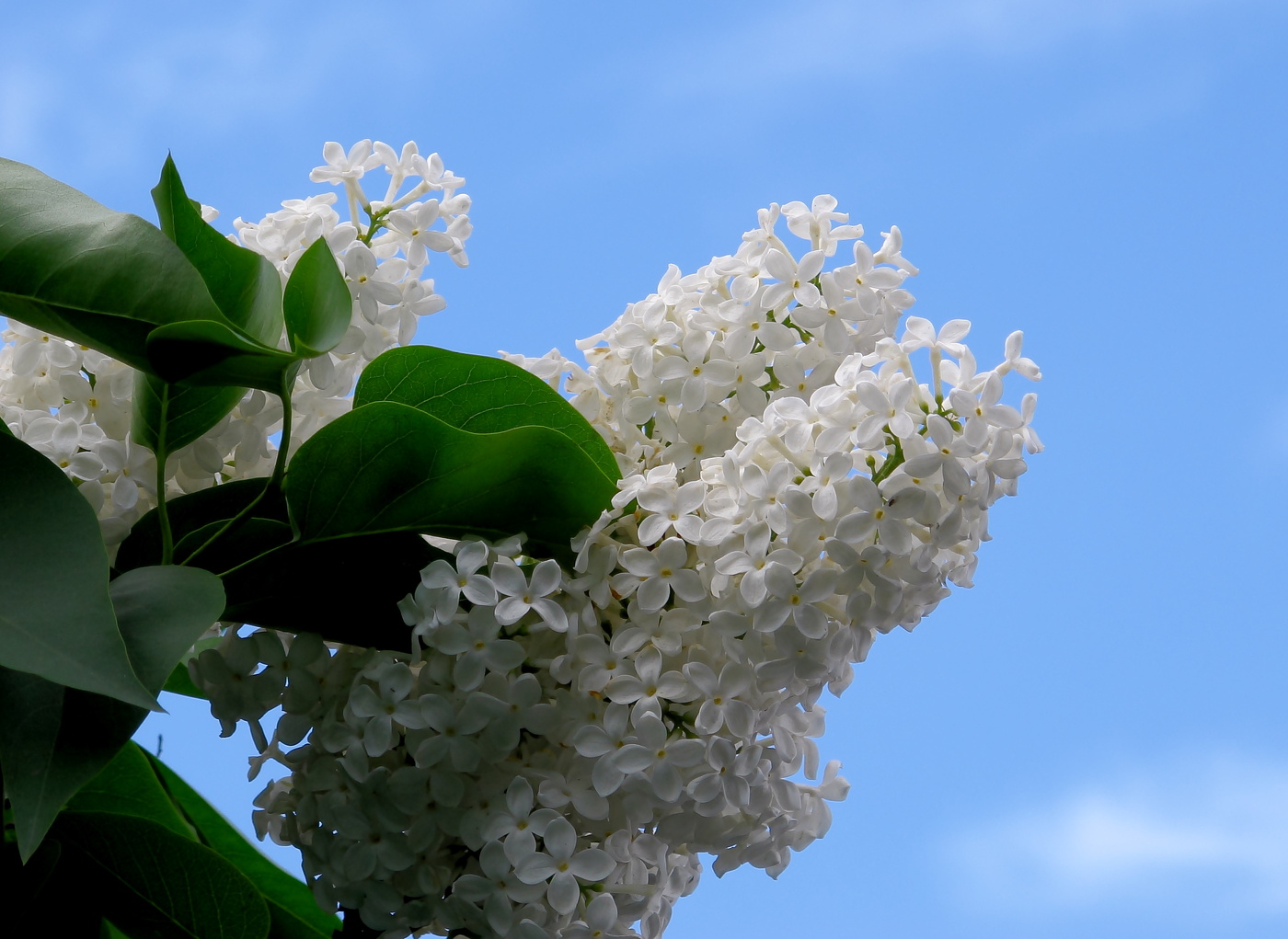 Белая сирень - признание в ЛЮБВИ !