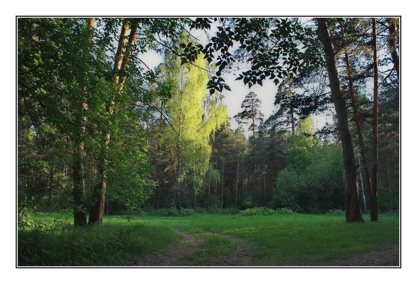 вечерний бор