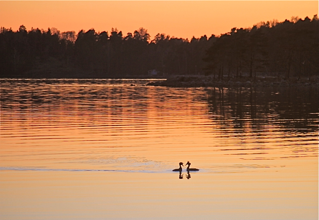 Чомга: признание в любви