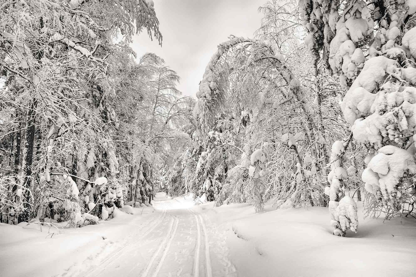 Снежная аллея