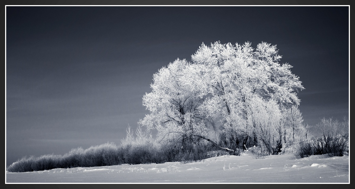 Скованные инеем.