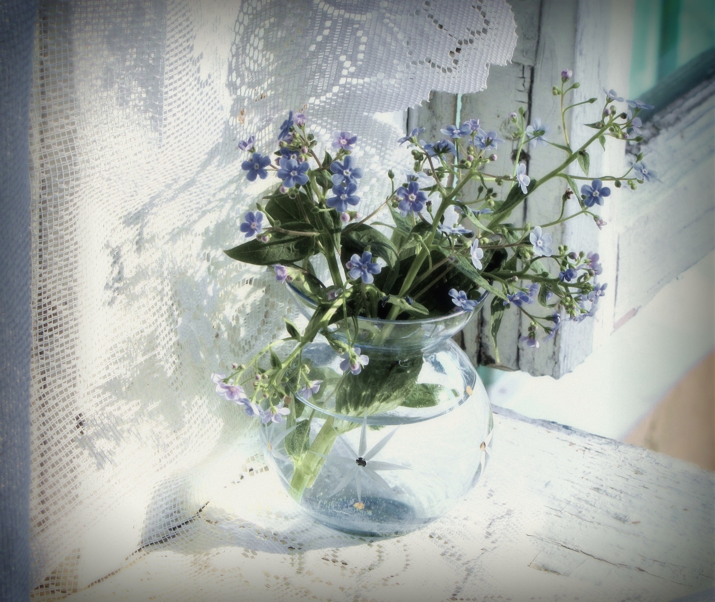 *Незабудки**