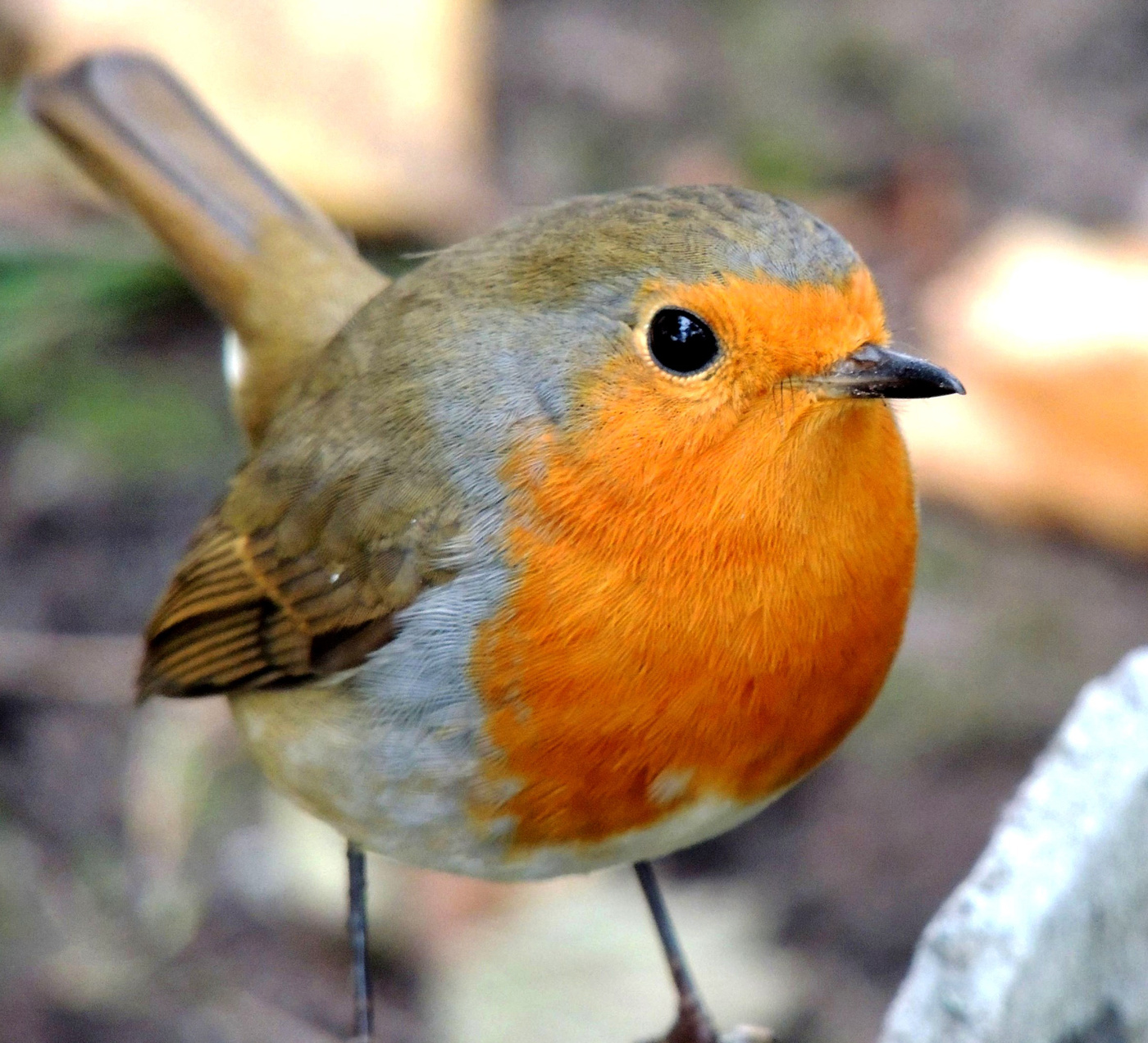 Птица утренней зари