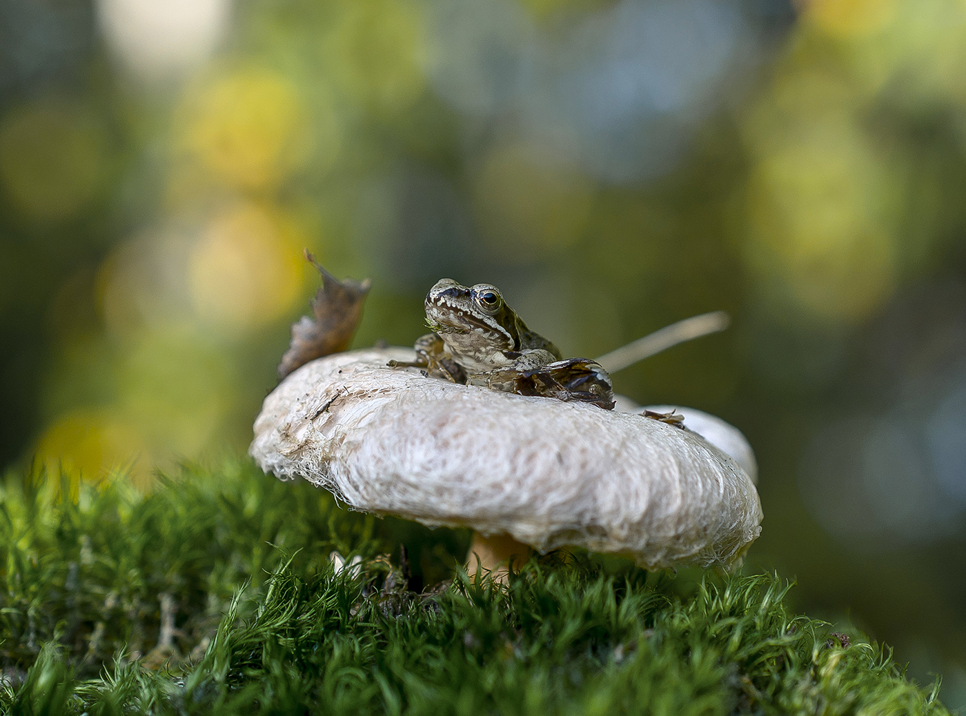 "Принцесса"