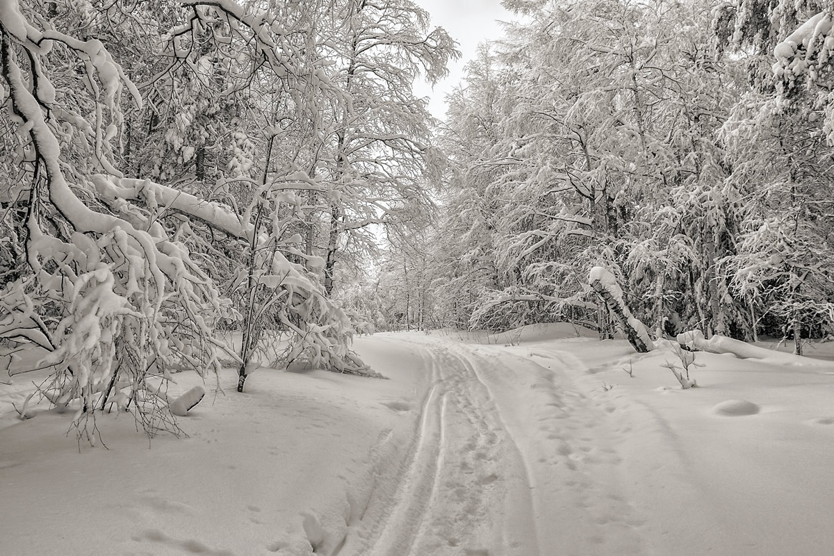 Лыжня России