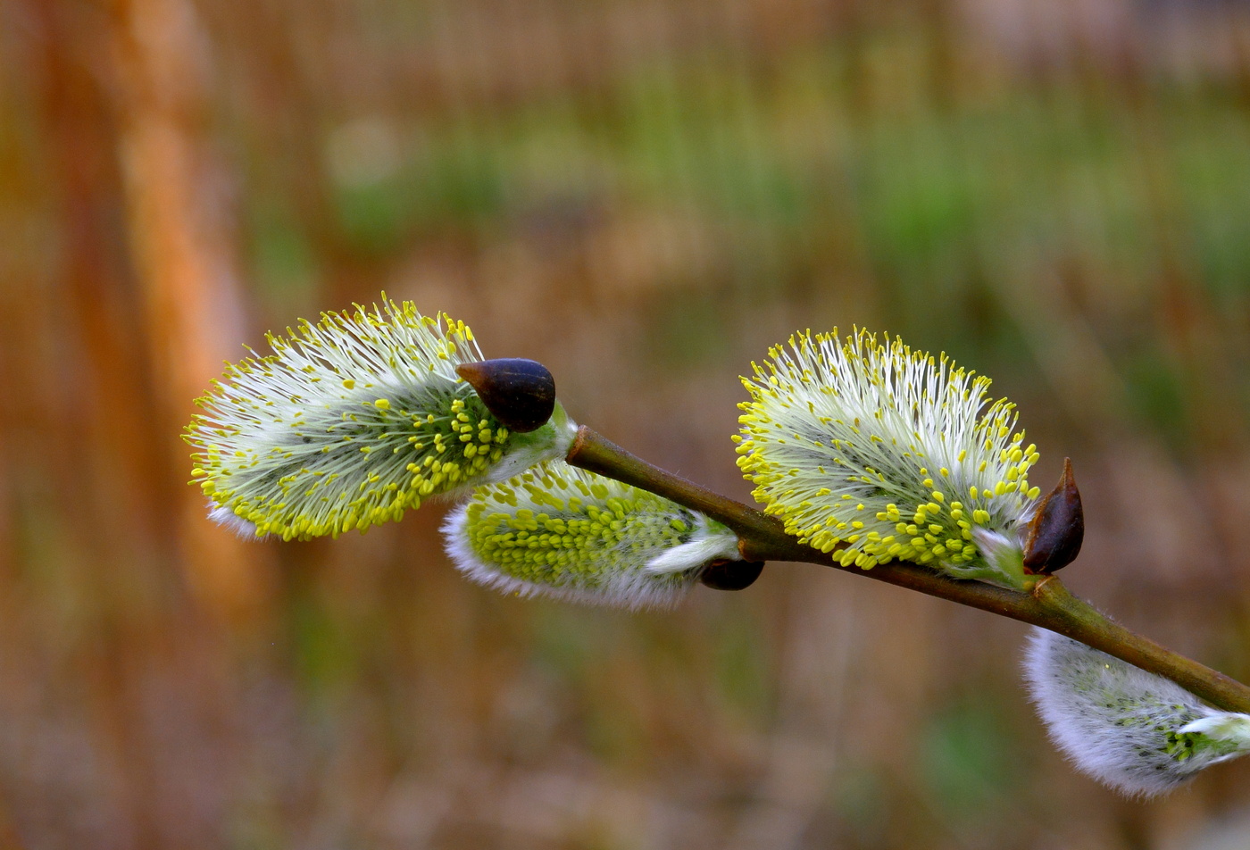 Пробуждение весны