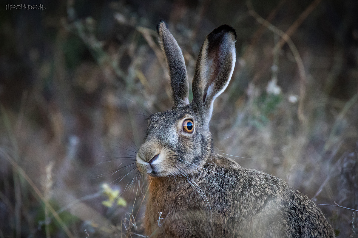 У страха глаза велики