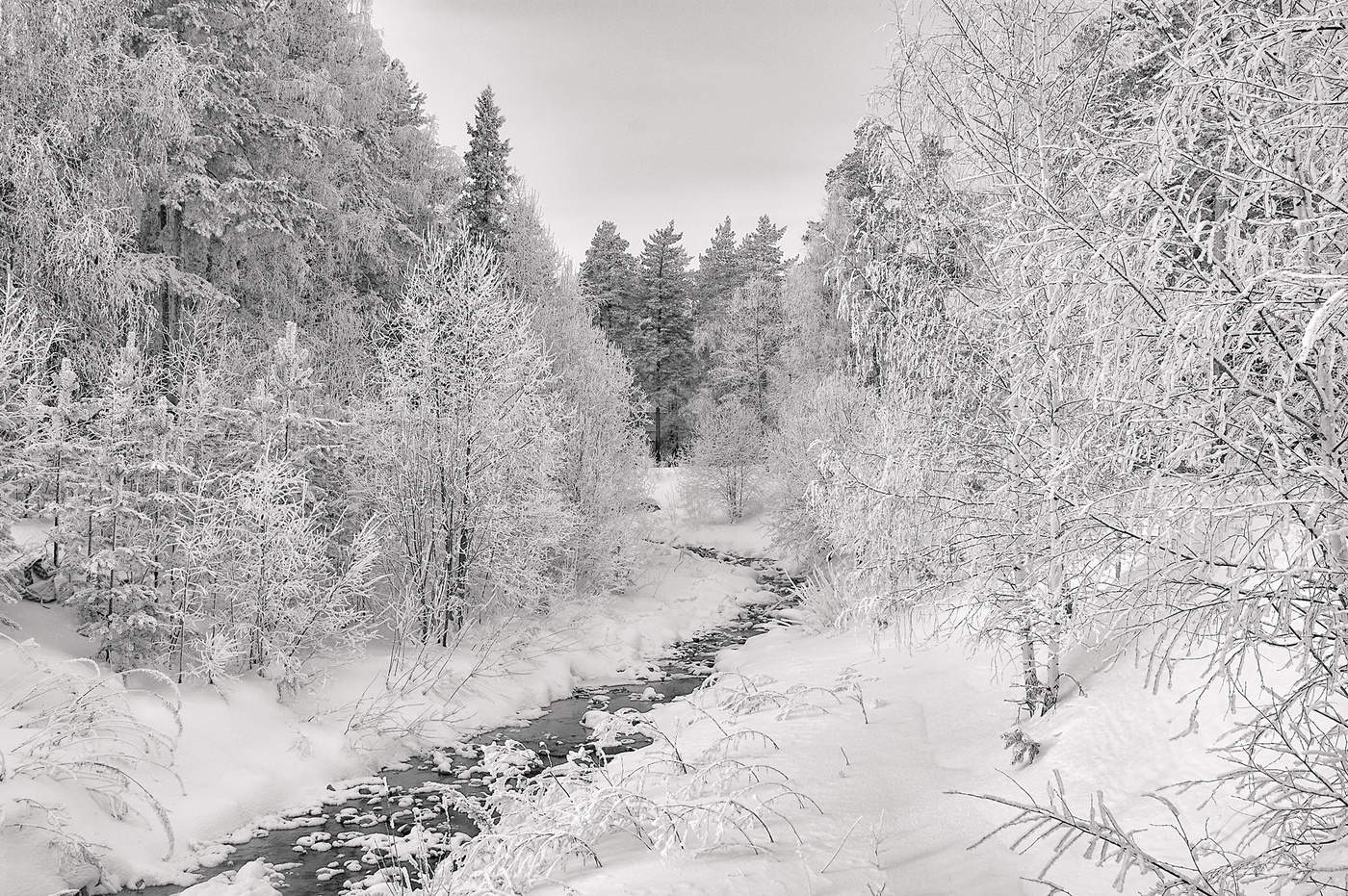 Зимняя белизна