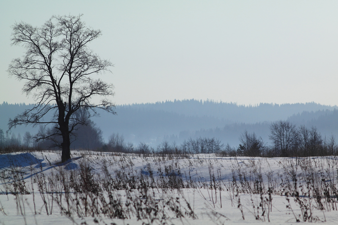 Февральские зарисовки.Дерево и всё остальное.