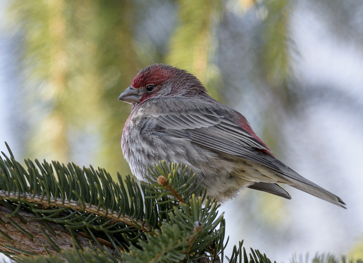 Pine grosbeak