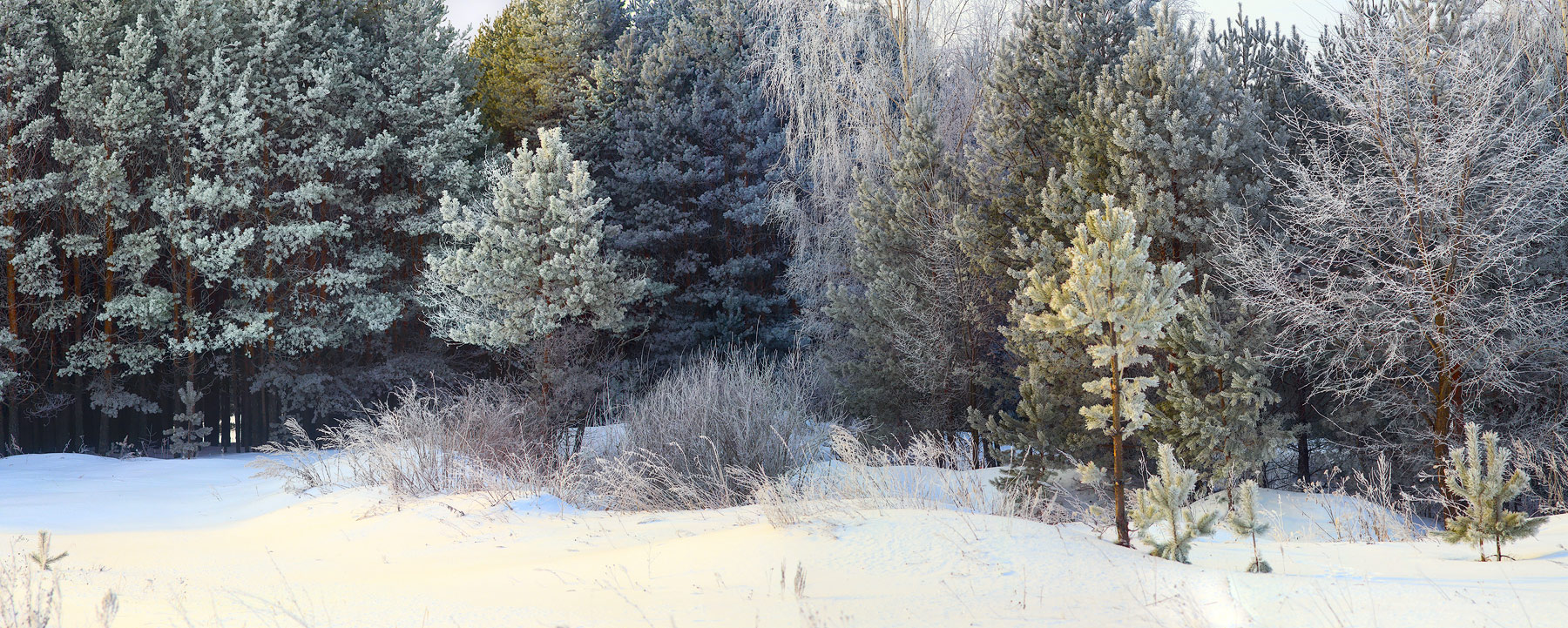 Морозное утро