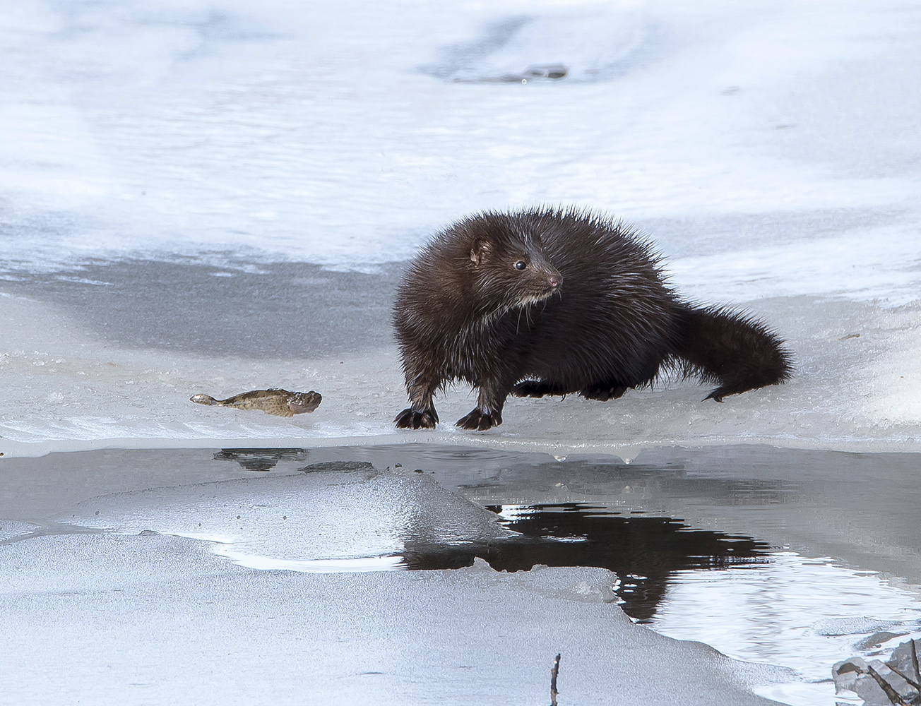 Кого там ещё несёт...