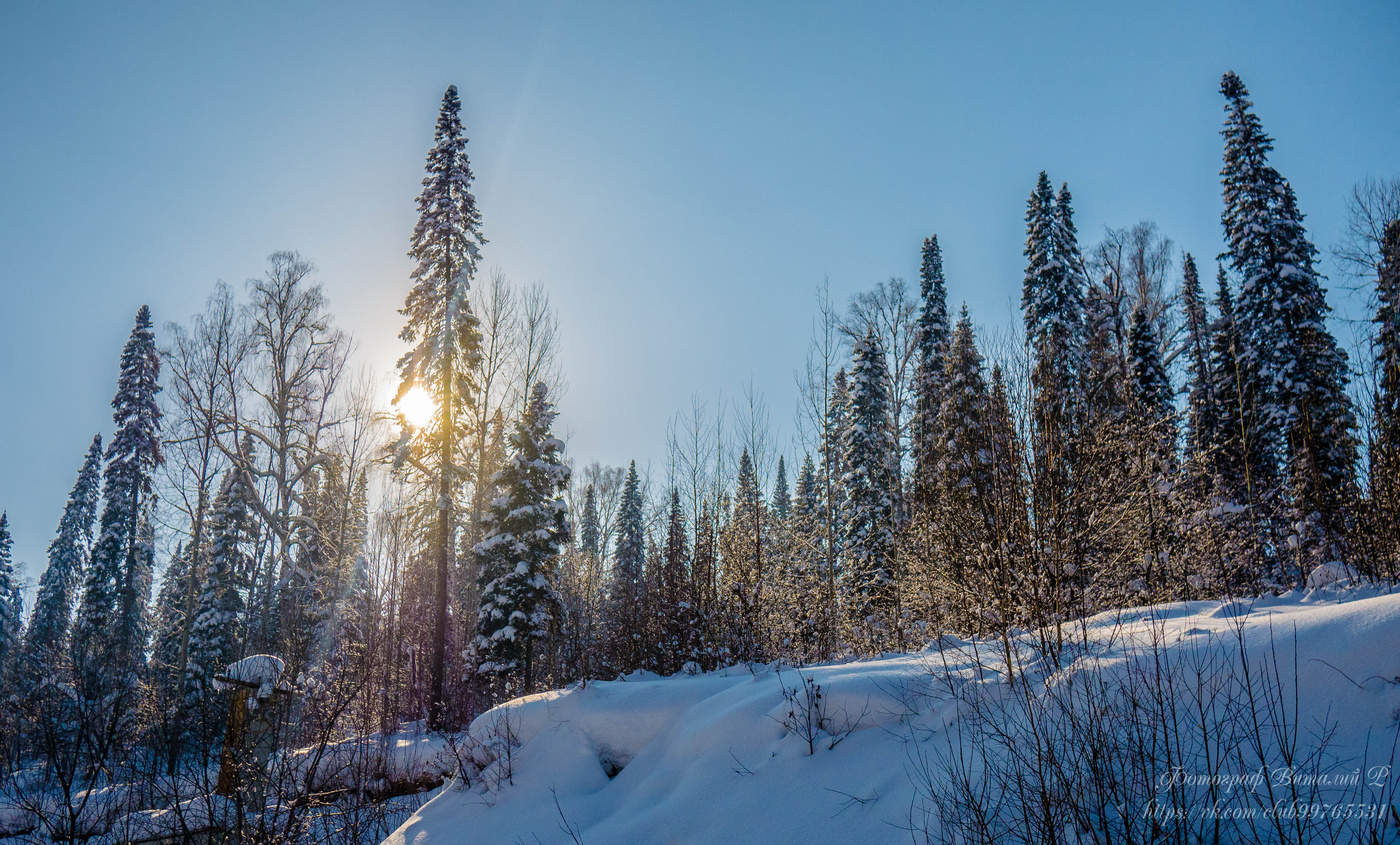 елки и палки