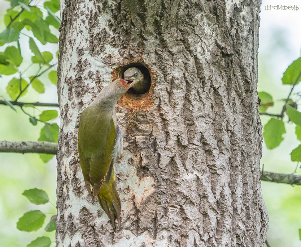 Седой дятел